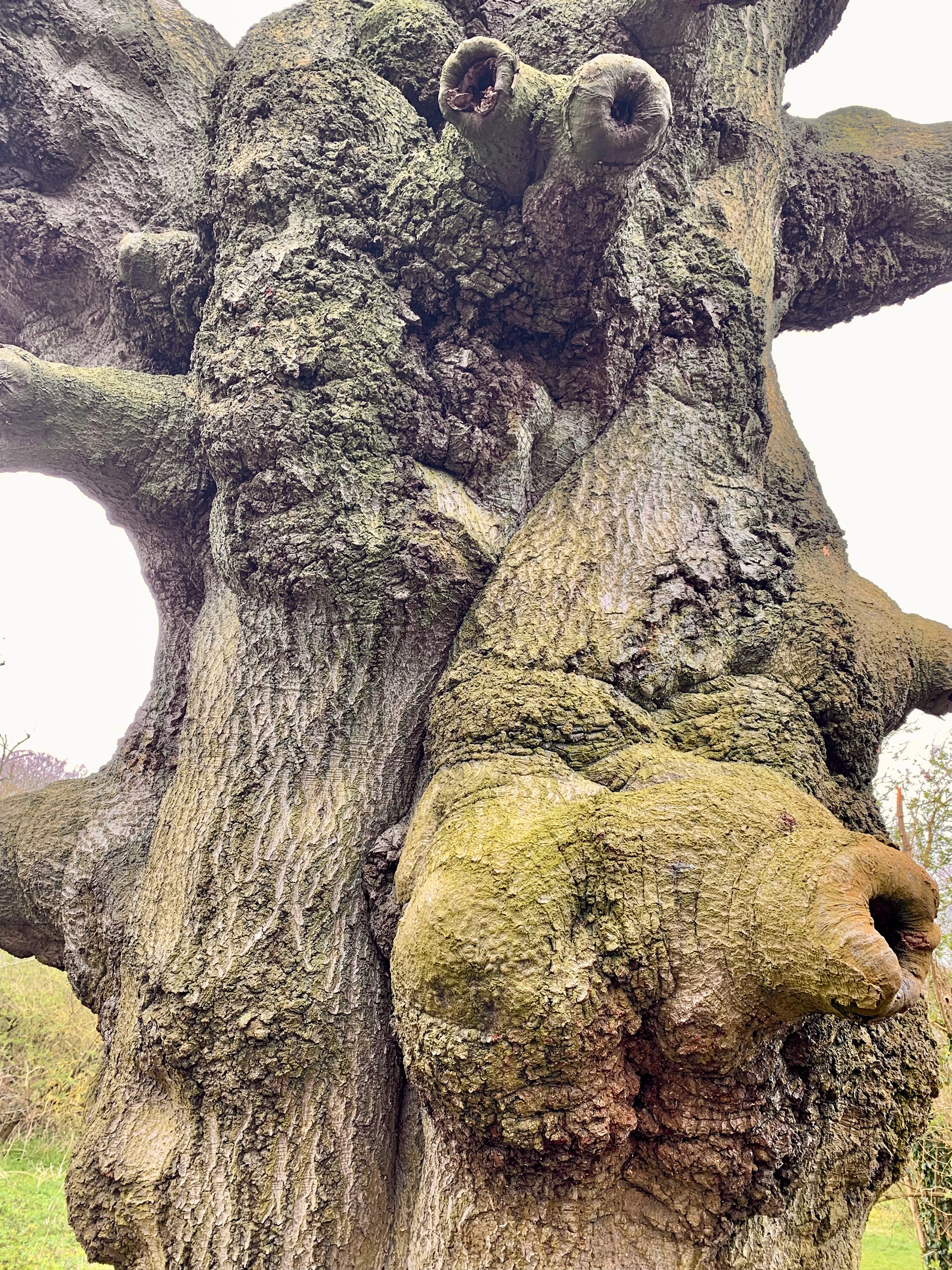 Gnarled old tree trunk close up