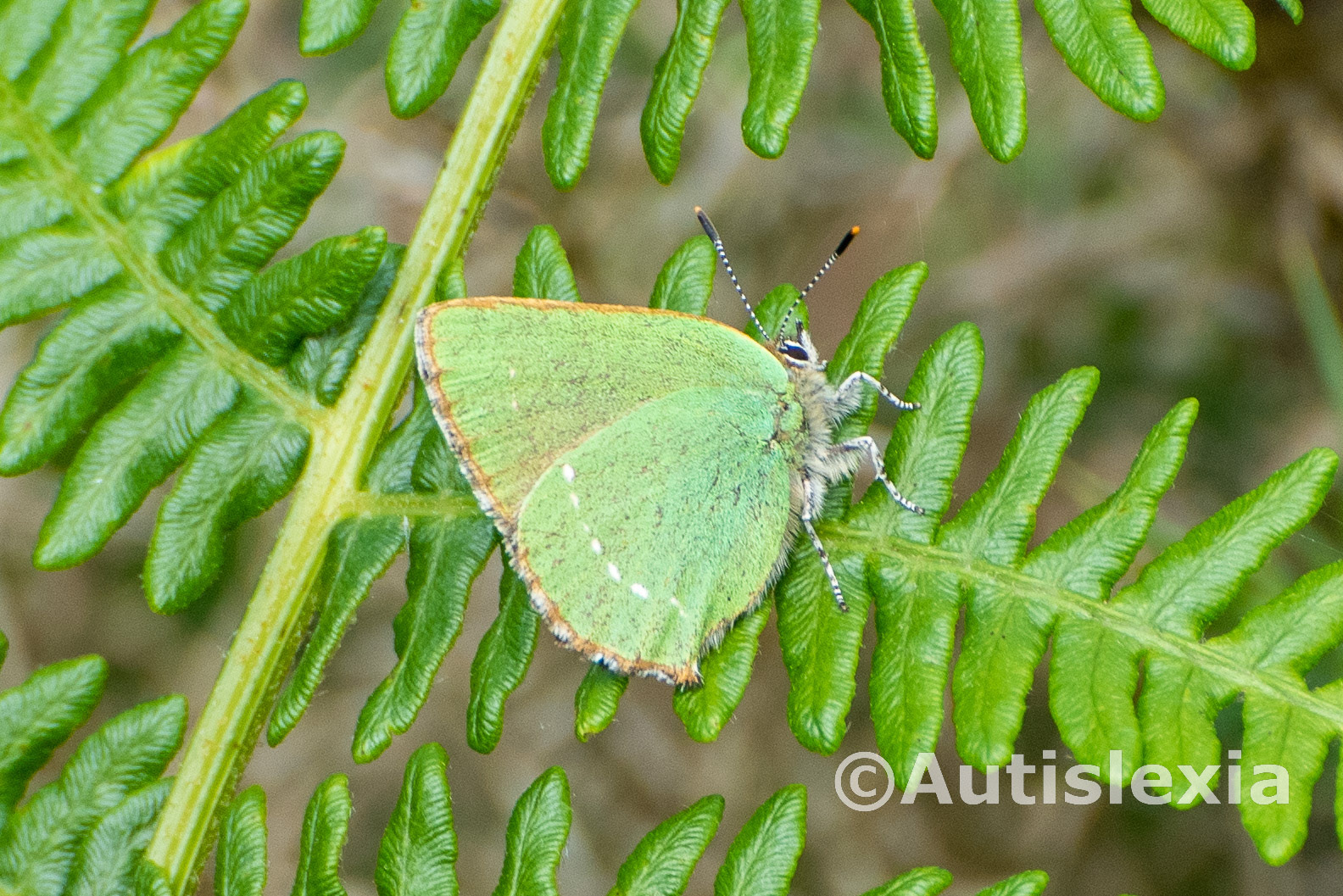 Green Hairstreak butterfly on a fern. Showing its green underside wing with a faint white dotted streak, its hairy body and black and whit stripped antennae with a black end and orange tip.