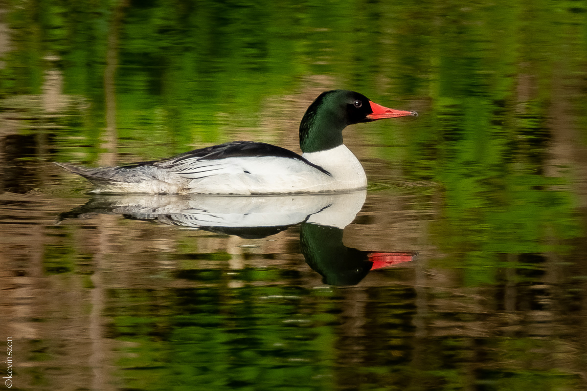 Merganser Duck - male