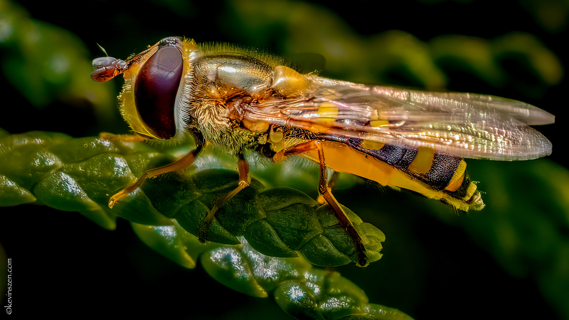 Hoverfly