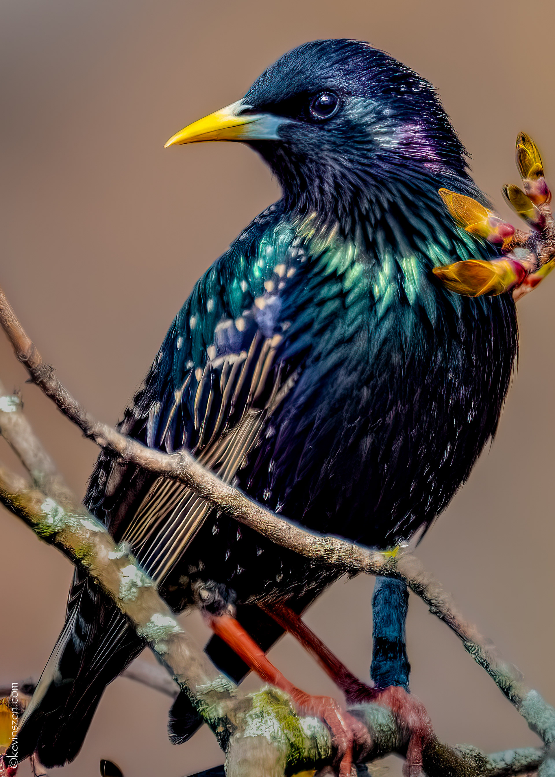 "Simply" a Starling