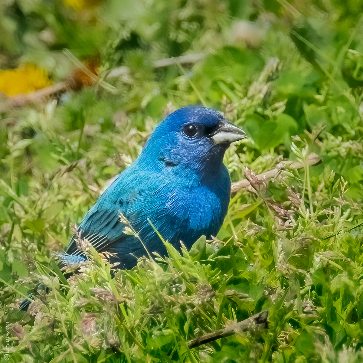 Indigo Bunting