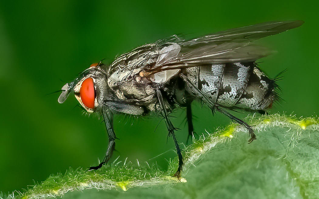 Flesh Fly