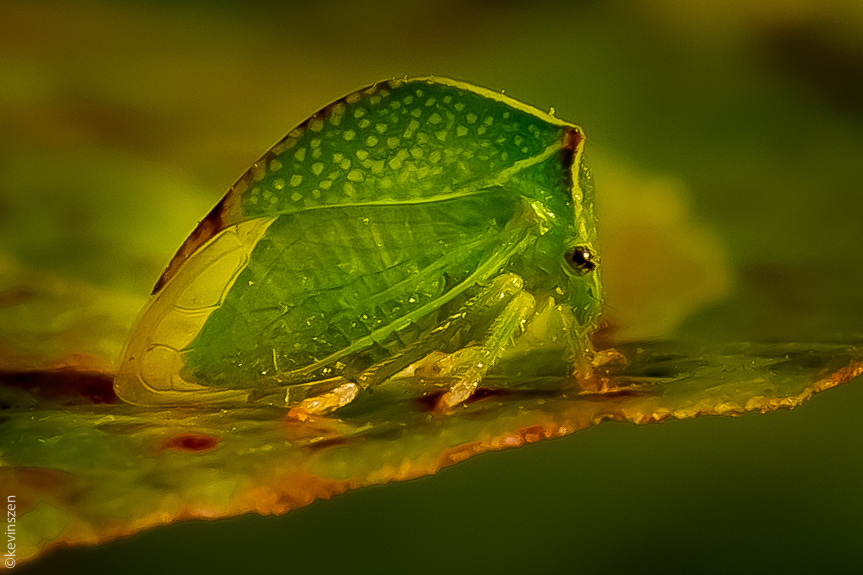 Buffalo Leafhopper