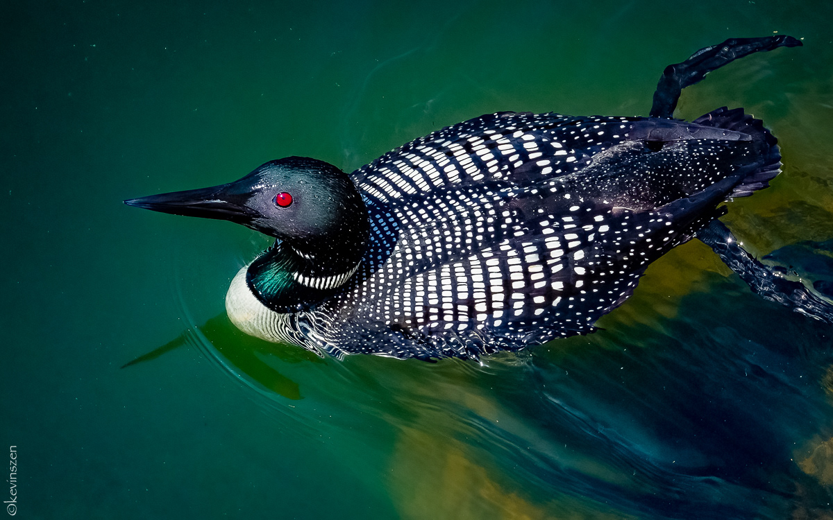 Common Loon