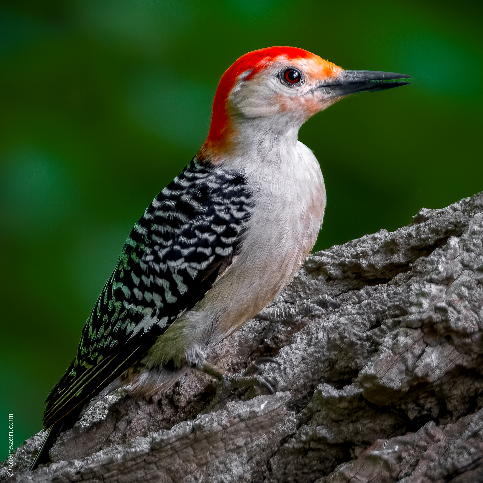 Red-bellied Woodpecker