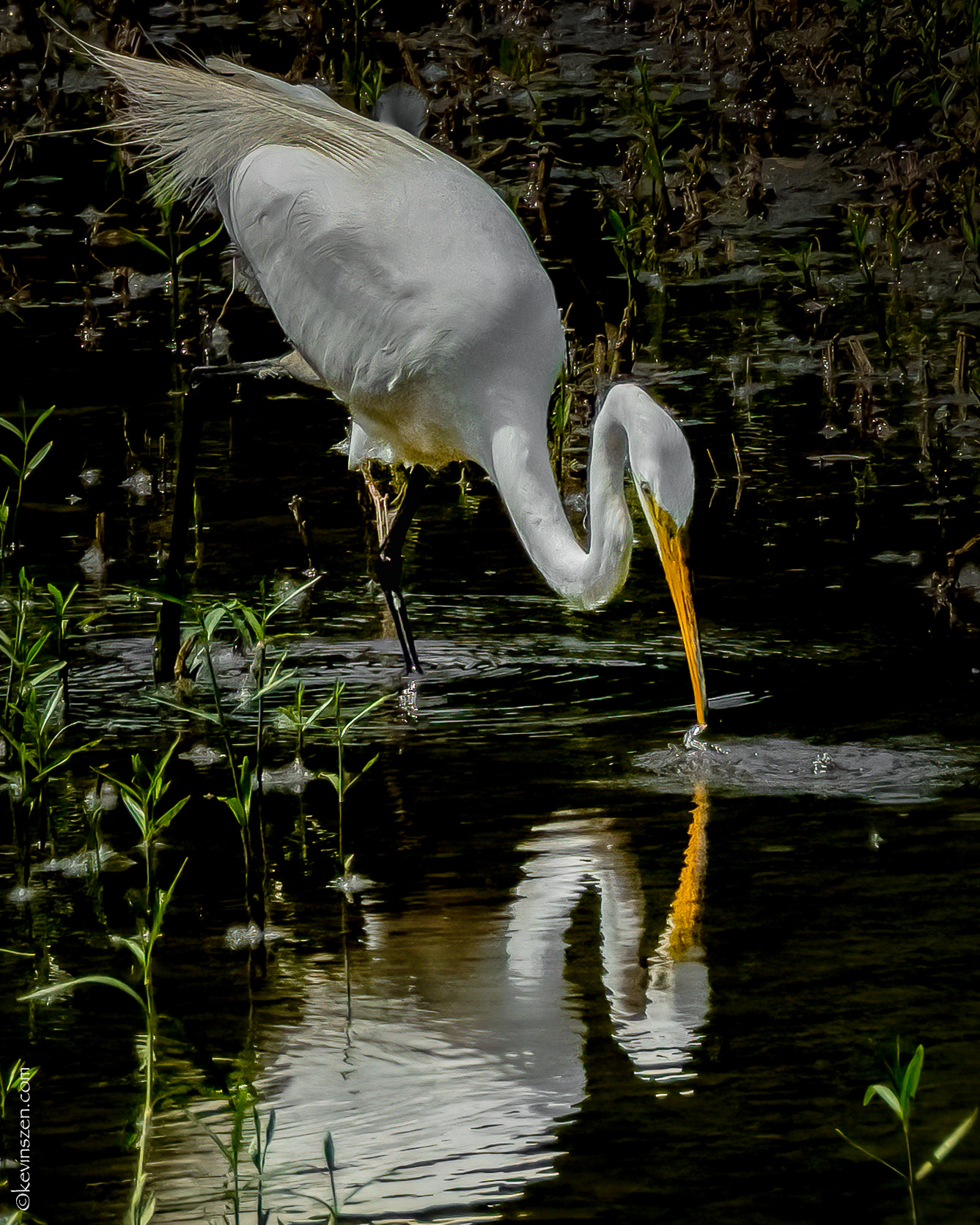 Great Egret