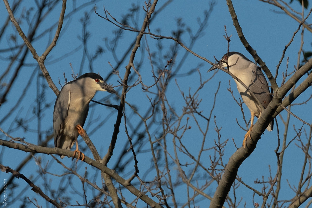 Black-crowned Night Heron