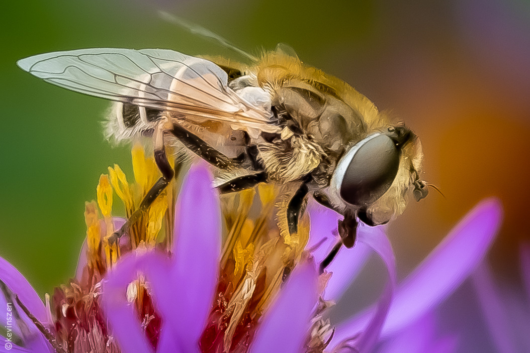 Flower Fly