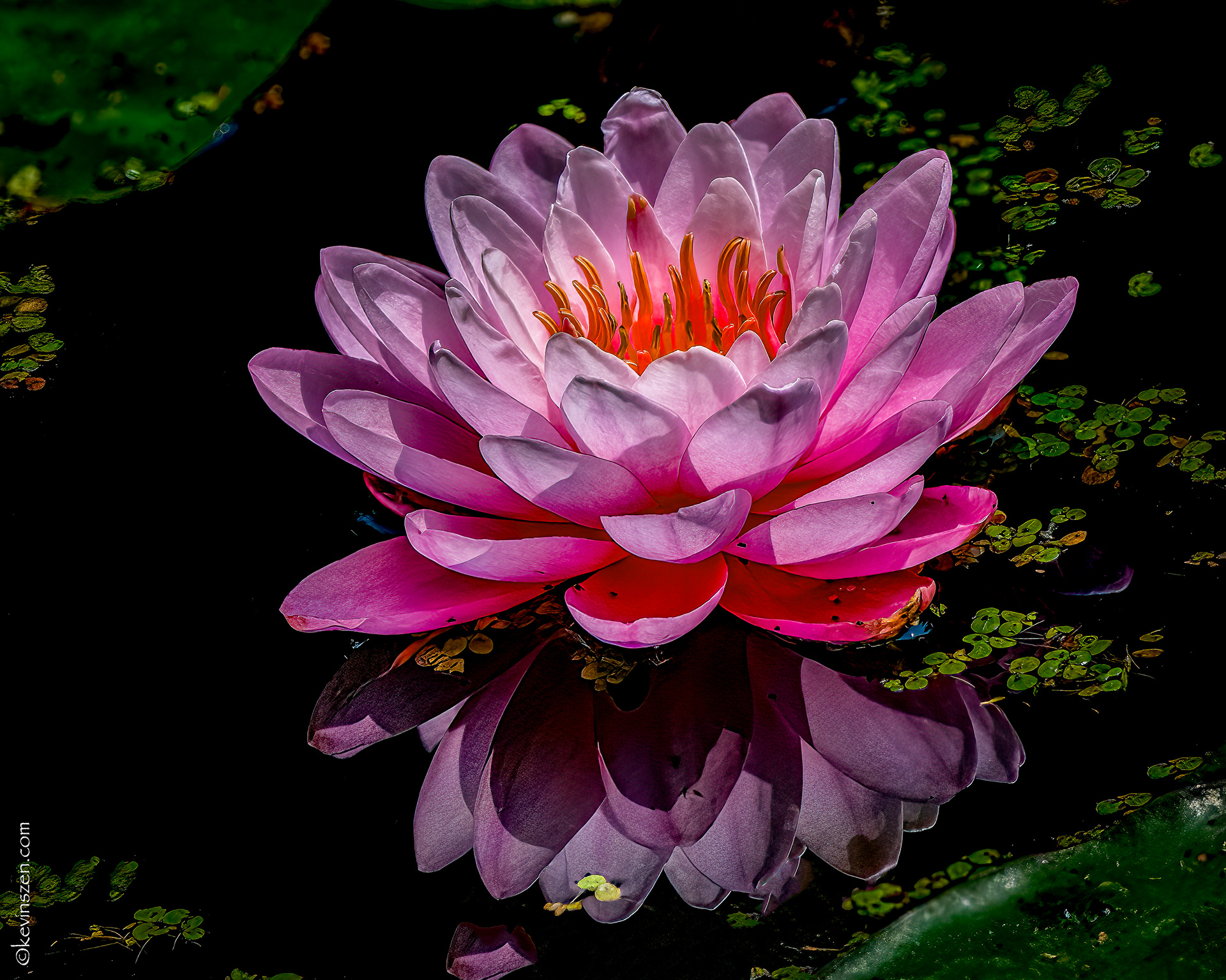 Lotus Flower