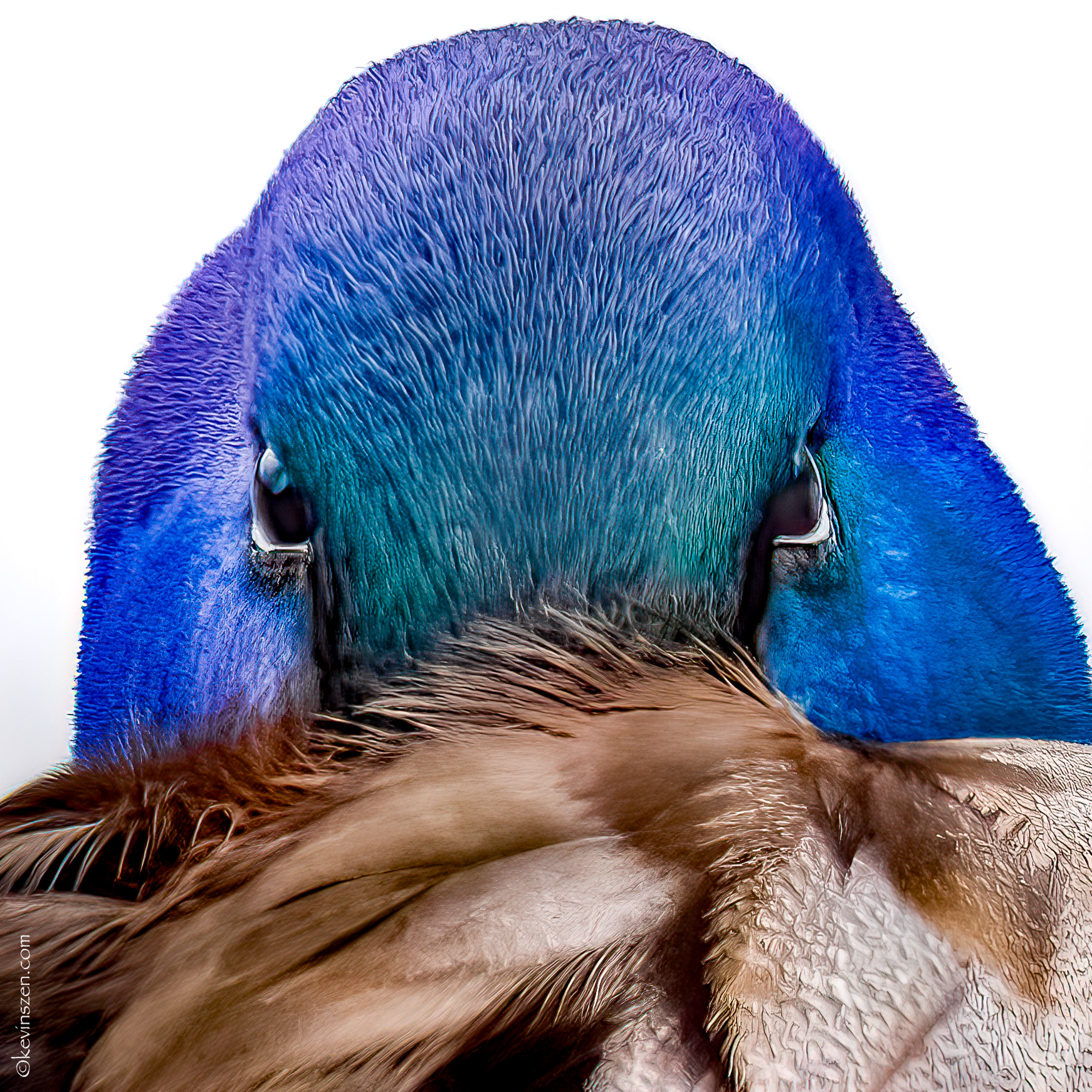 "Count Duckula" - Mallard Duck