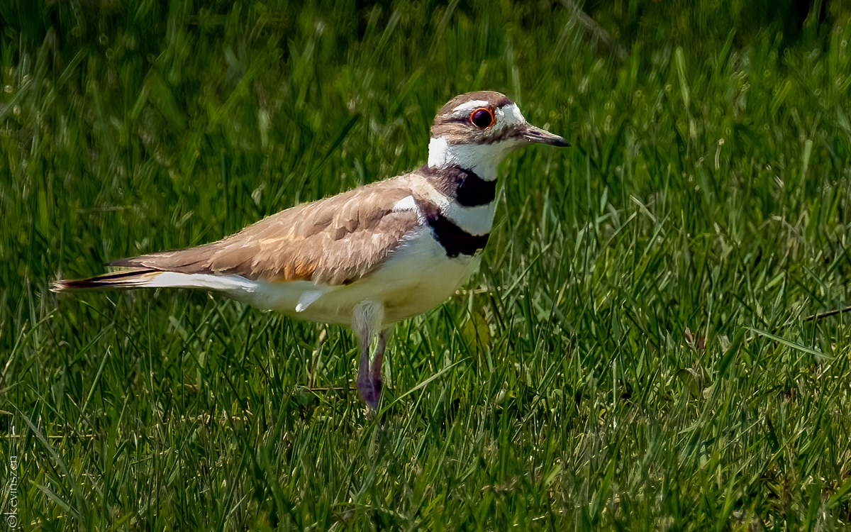 Killdeer