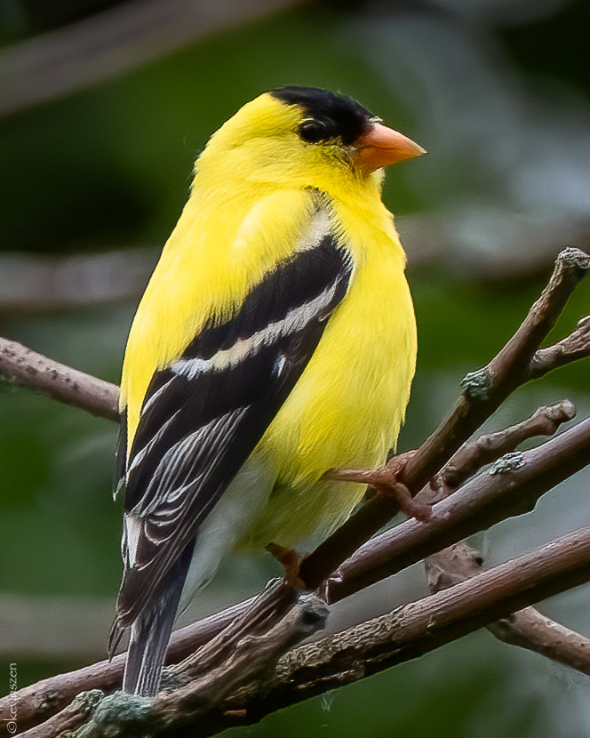 American Goldfinch