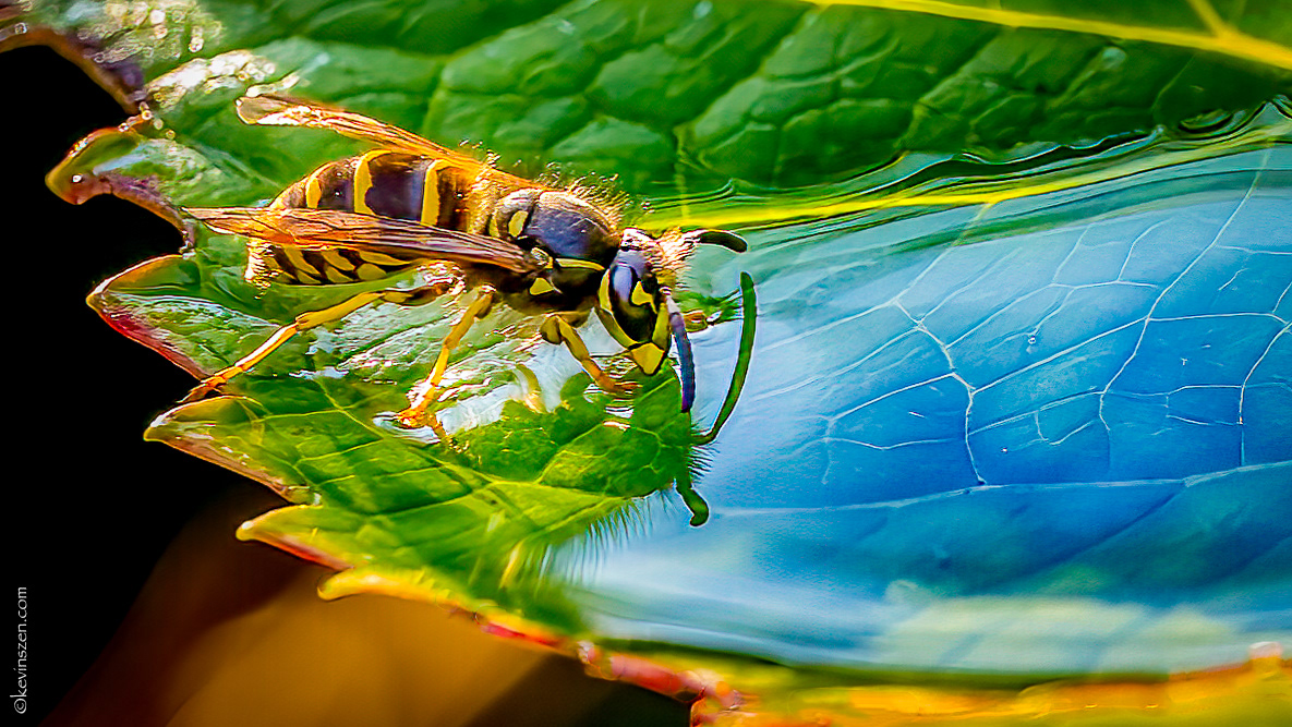 "The Elixir of Life" - Paper Wasp