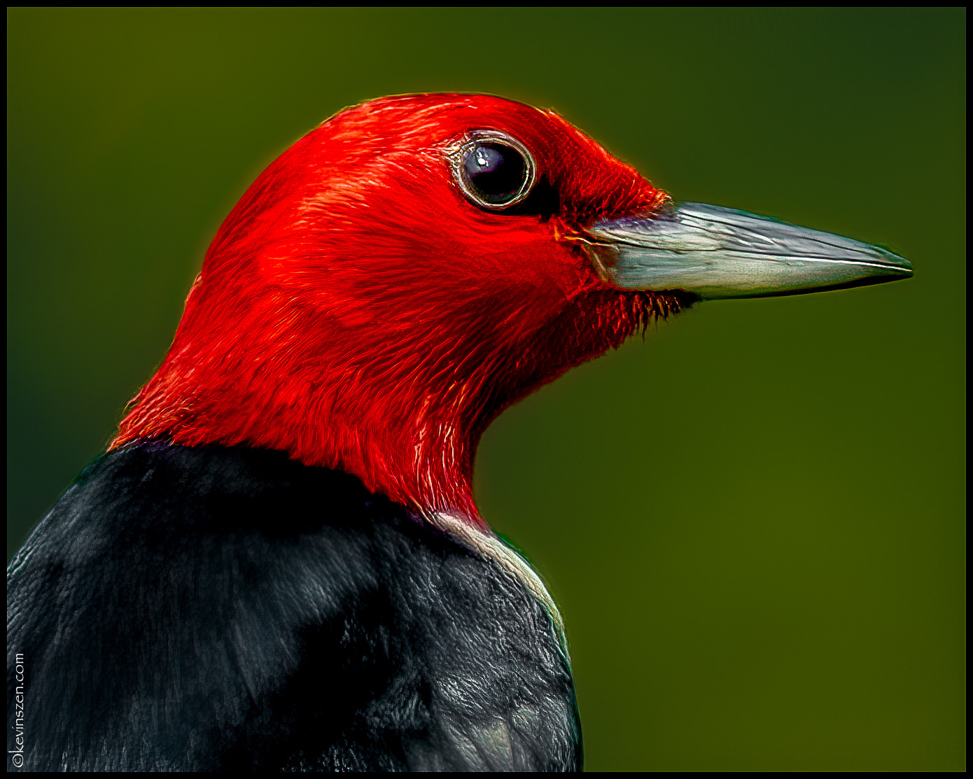 Red-headed Woodpecker