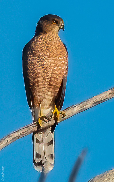 Cooper's hawk
