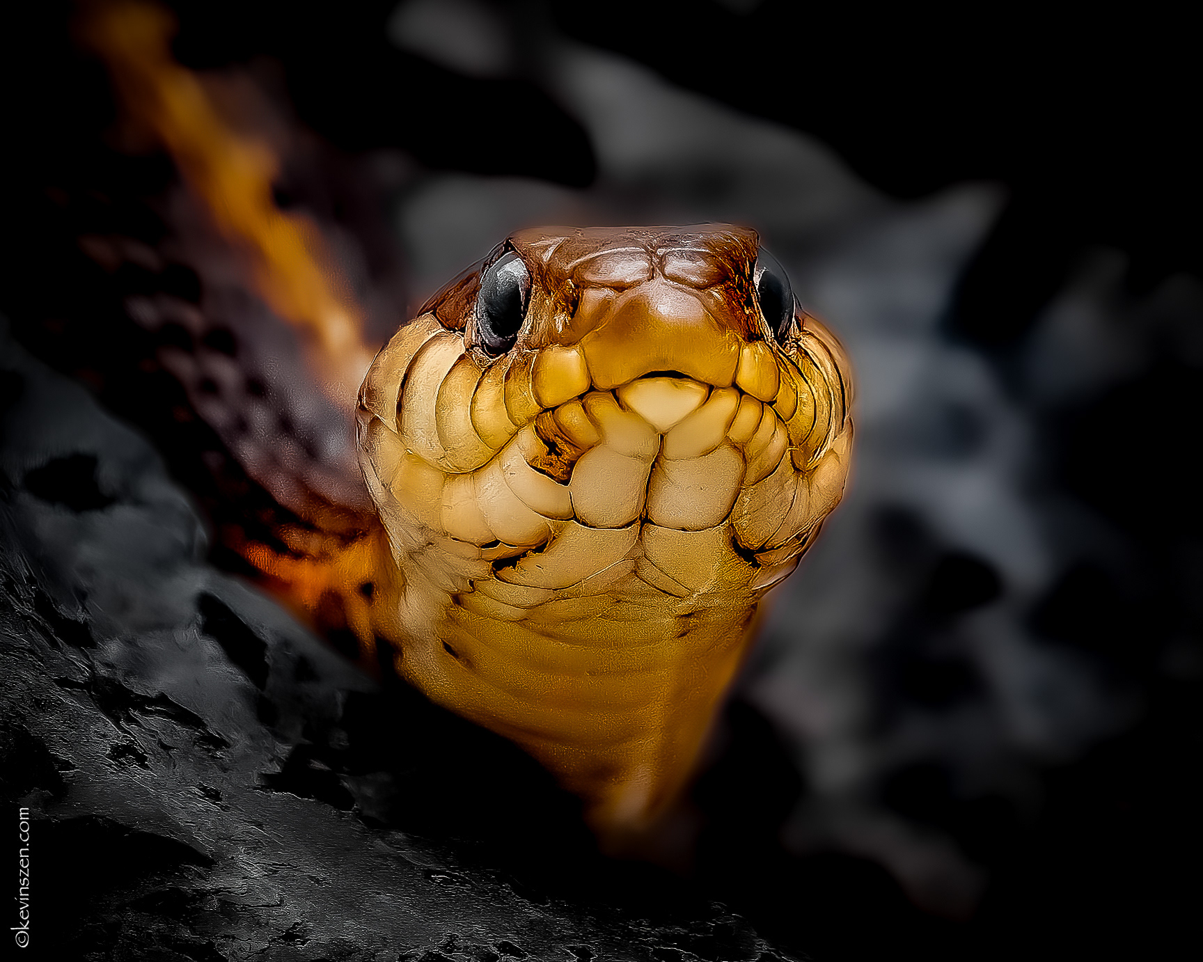 Garter Snake