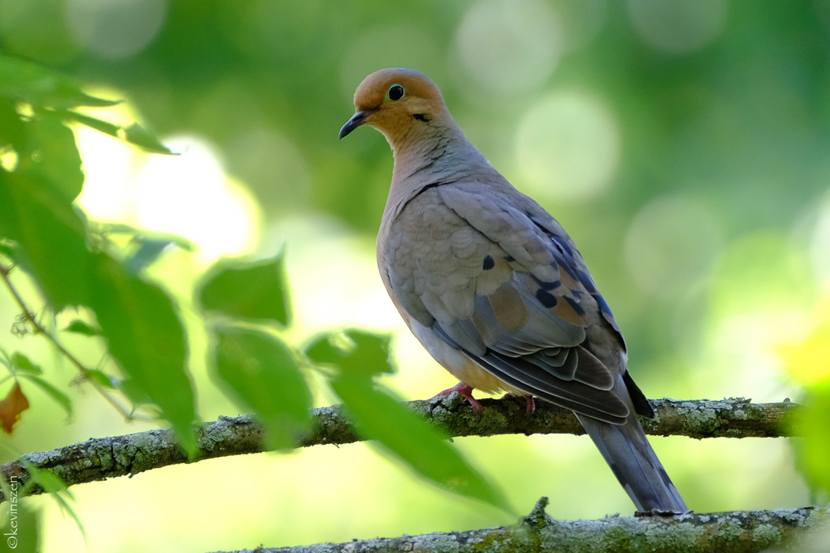 Mourning Dove