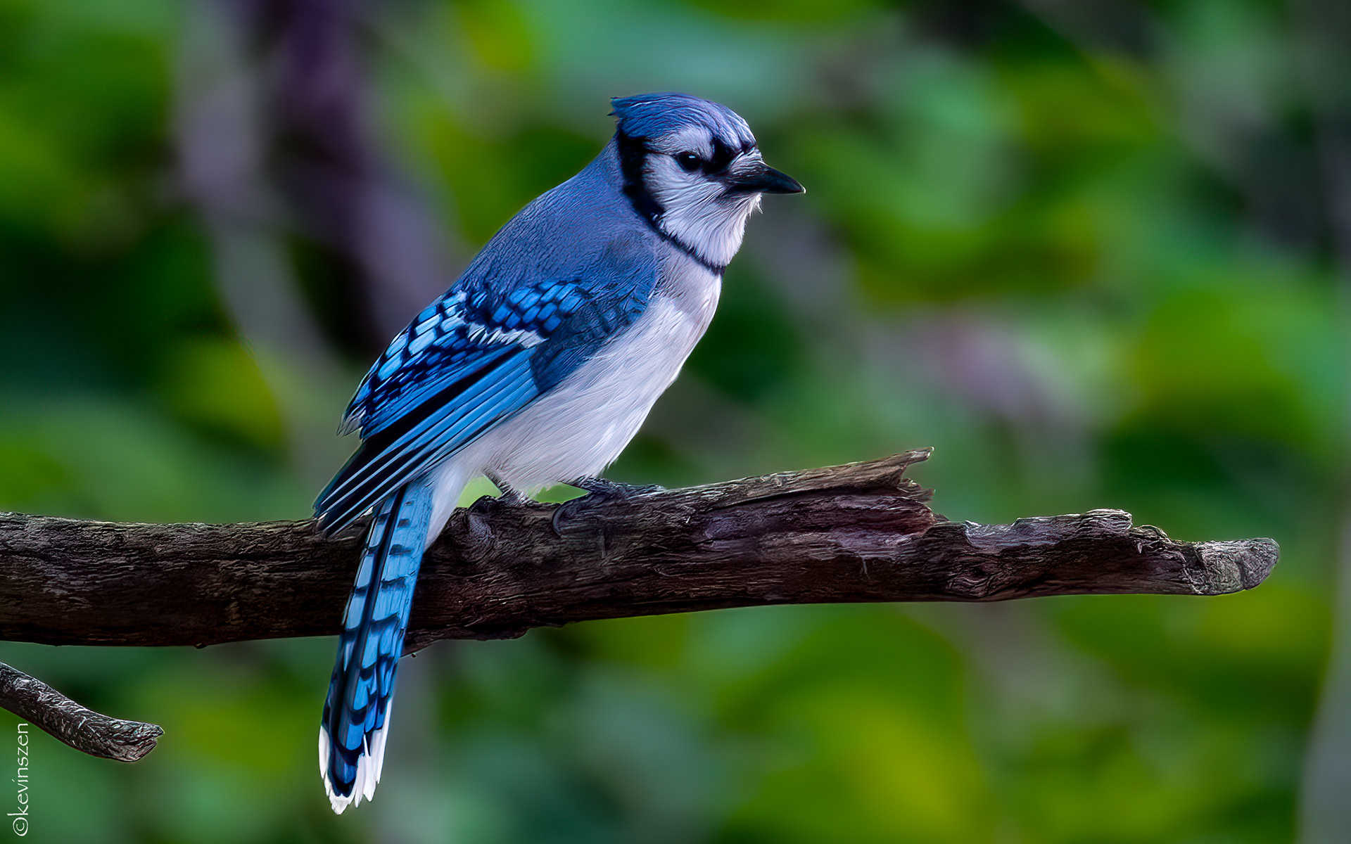 Blue Jay