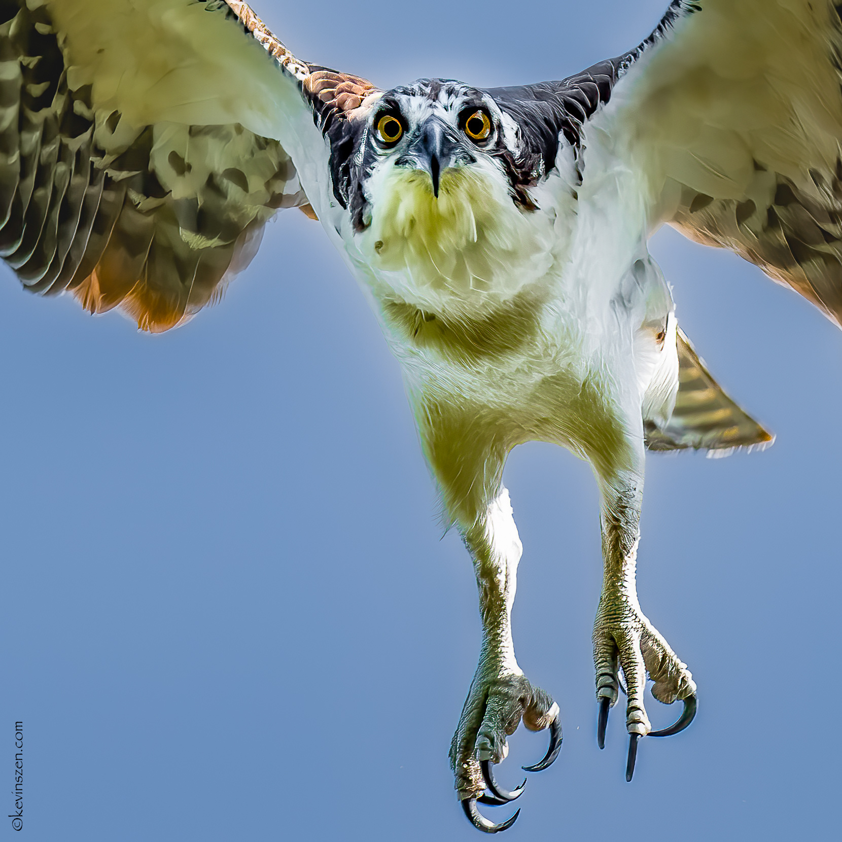 Osprey