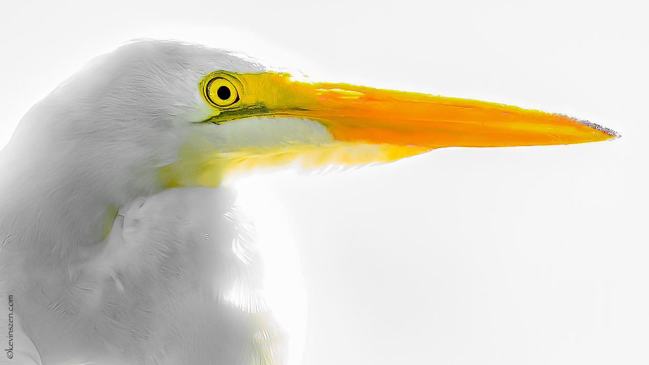 "Great White" - Egret