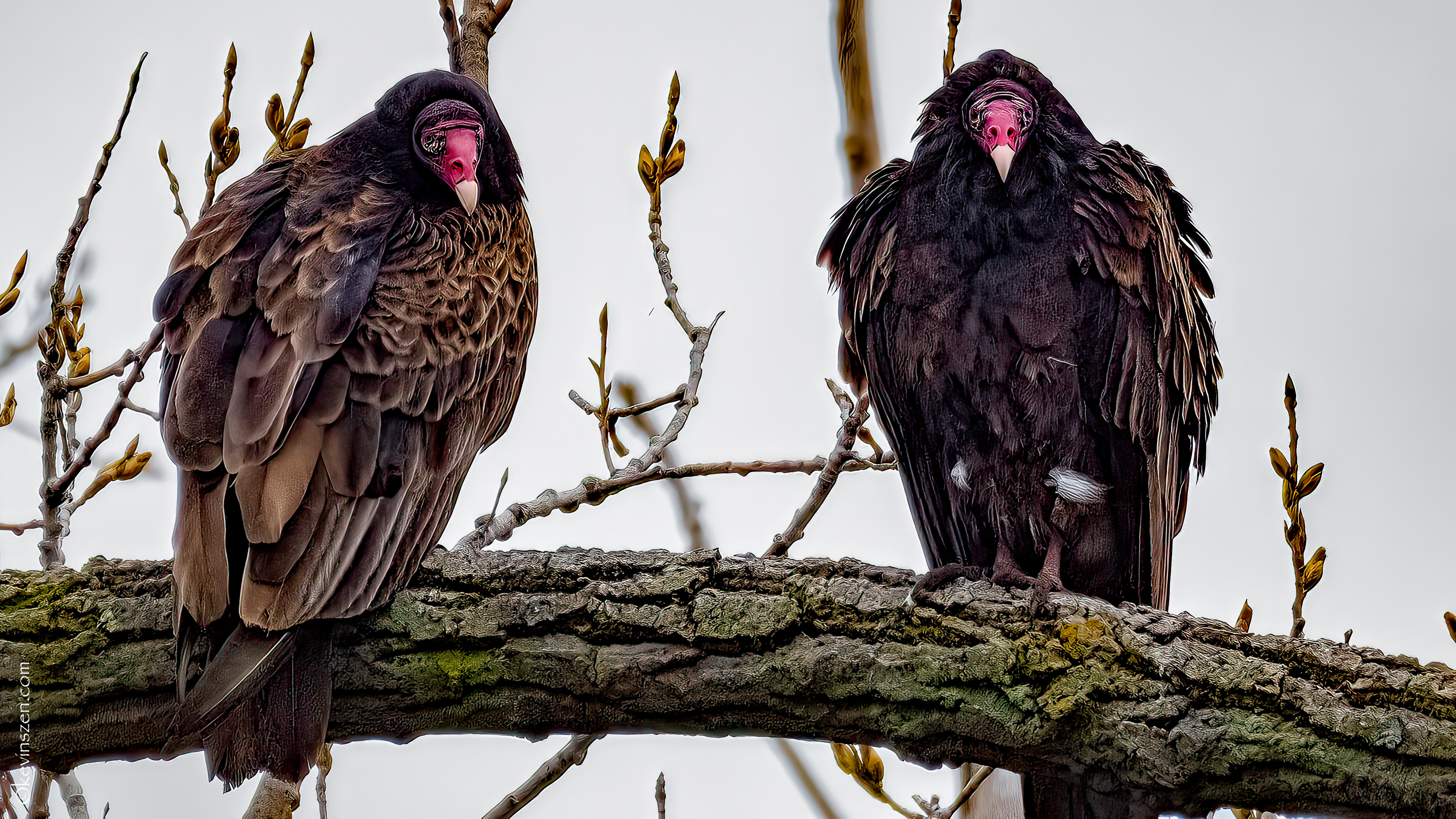 Turkey Vultures