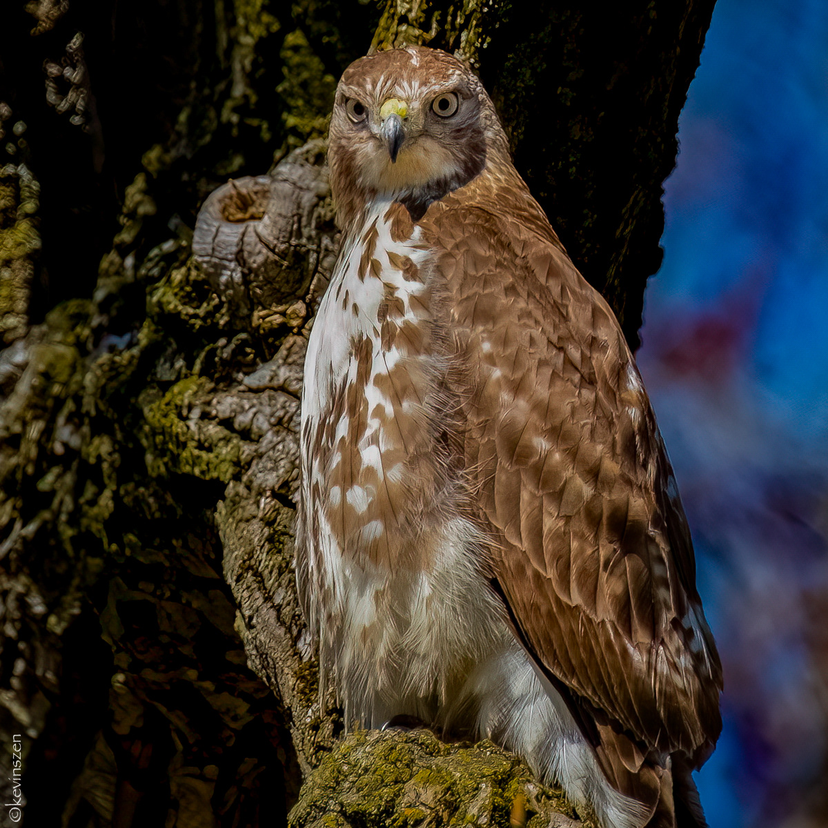 Red-tailed Hawk