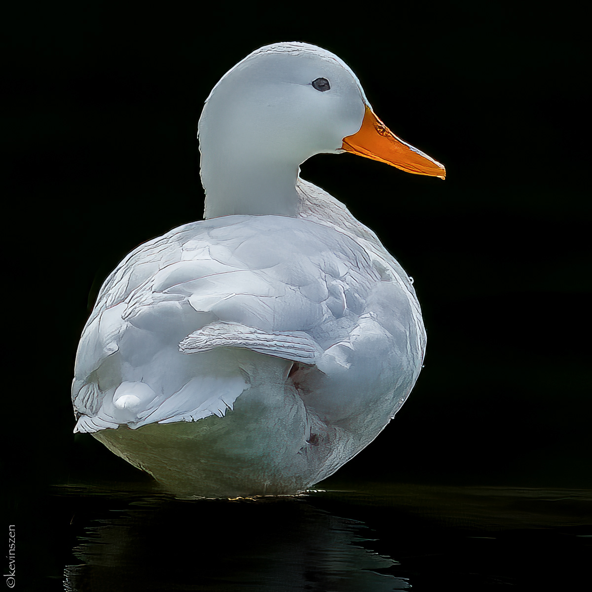 Mallard Duck