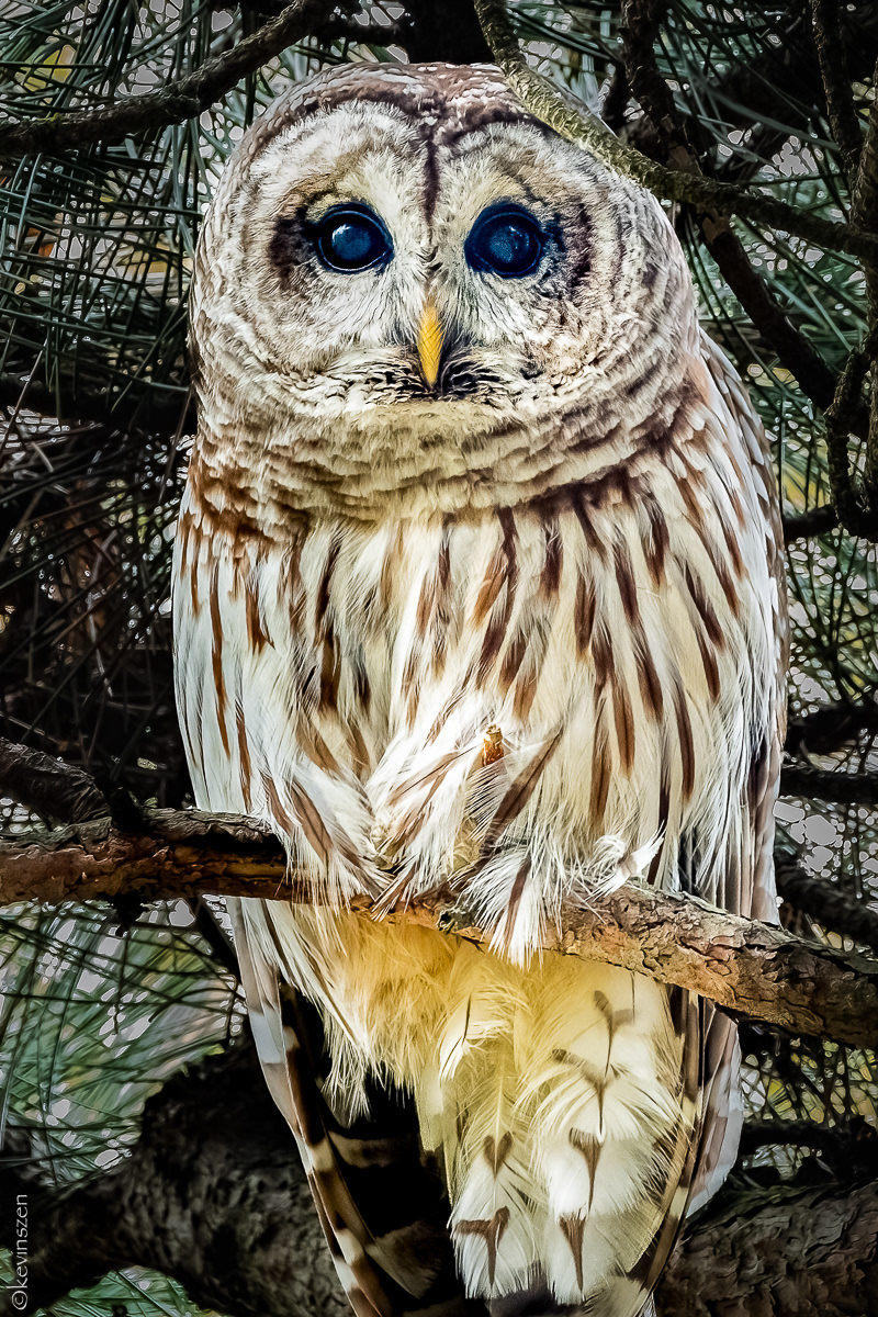 Barred Owl