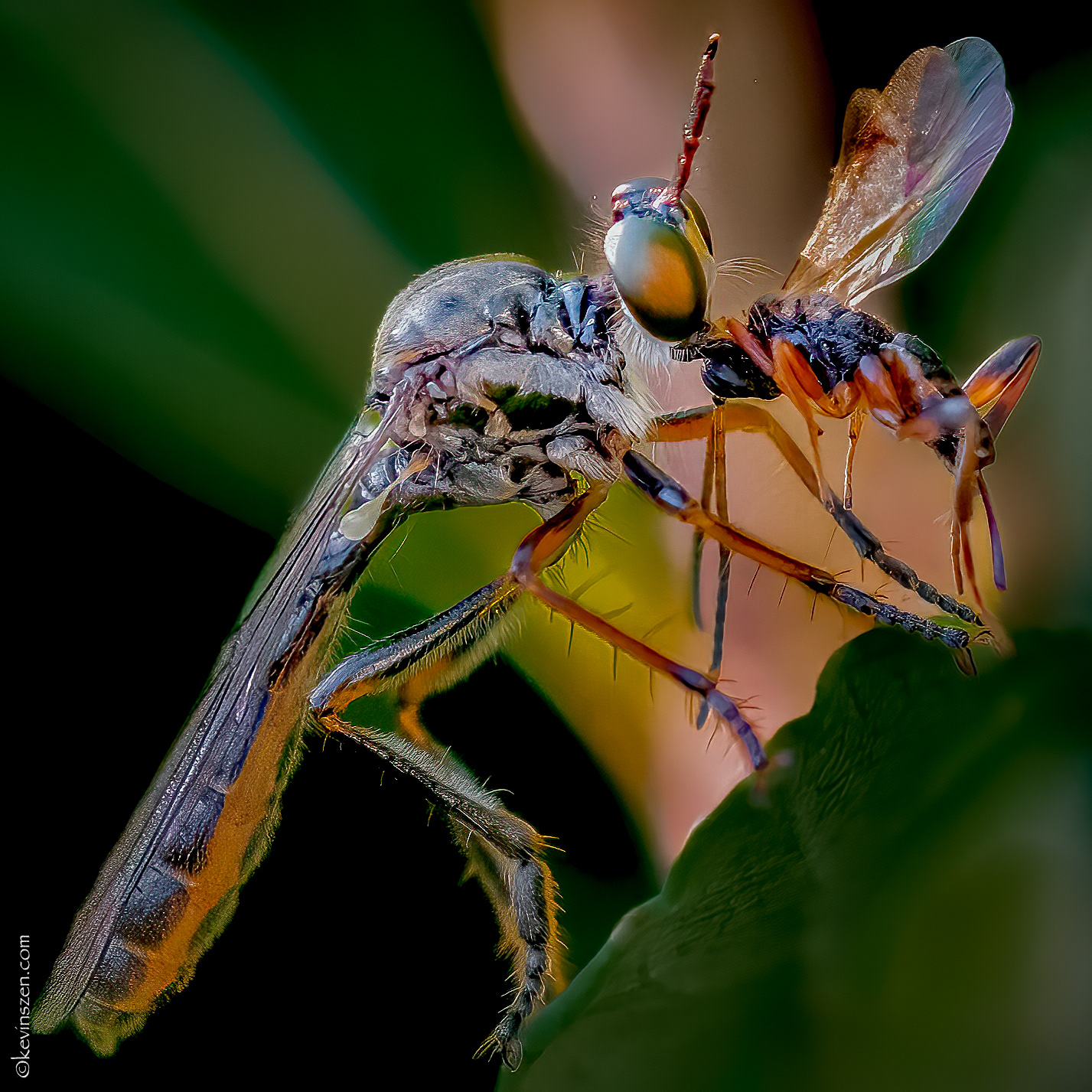 Robber Fly with lunch