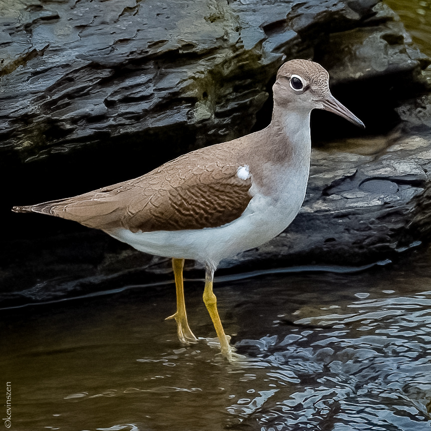 Sandpiper