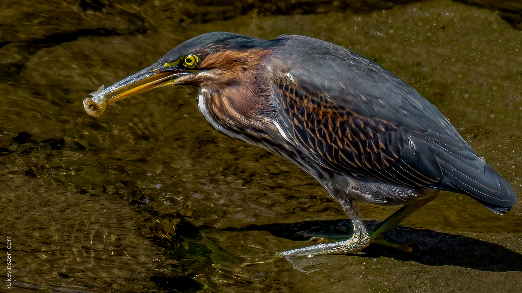 Green Heron