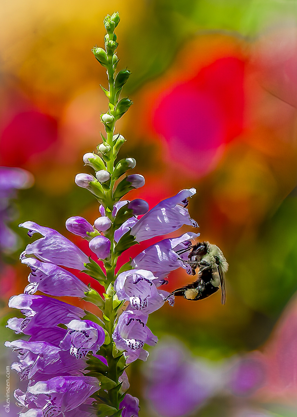 August Colors - My Garden