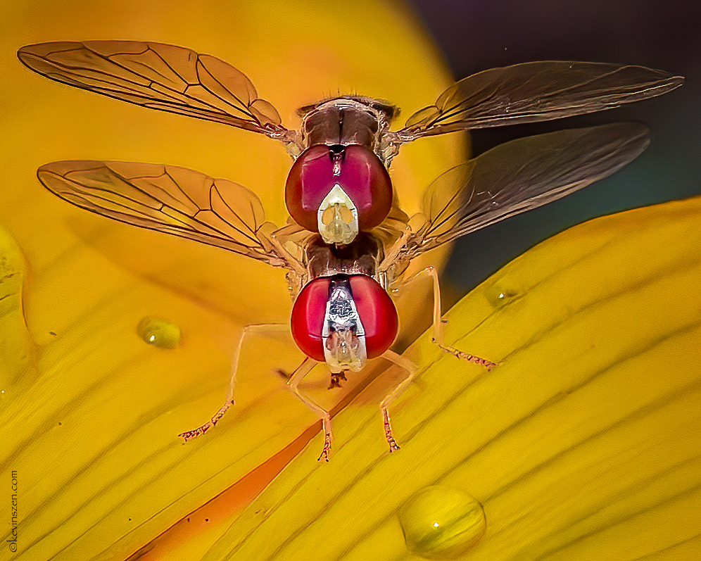 Hover Flies