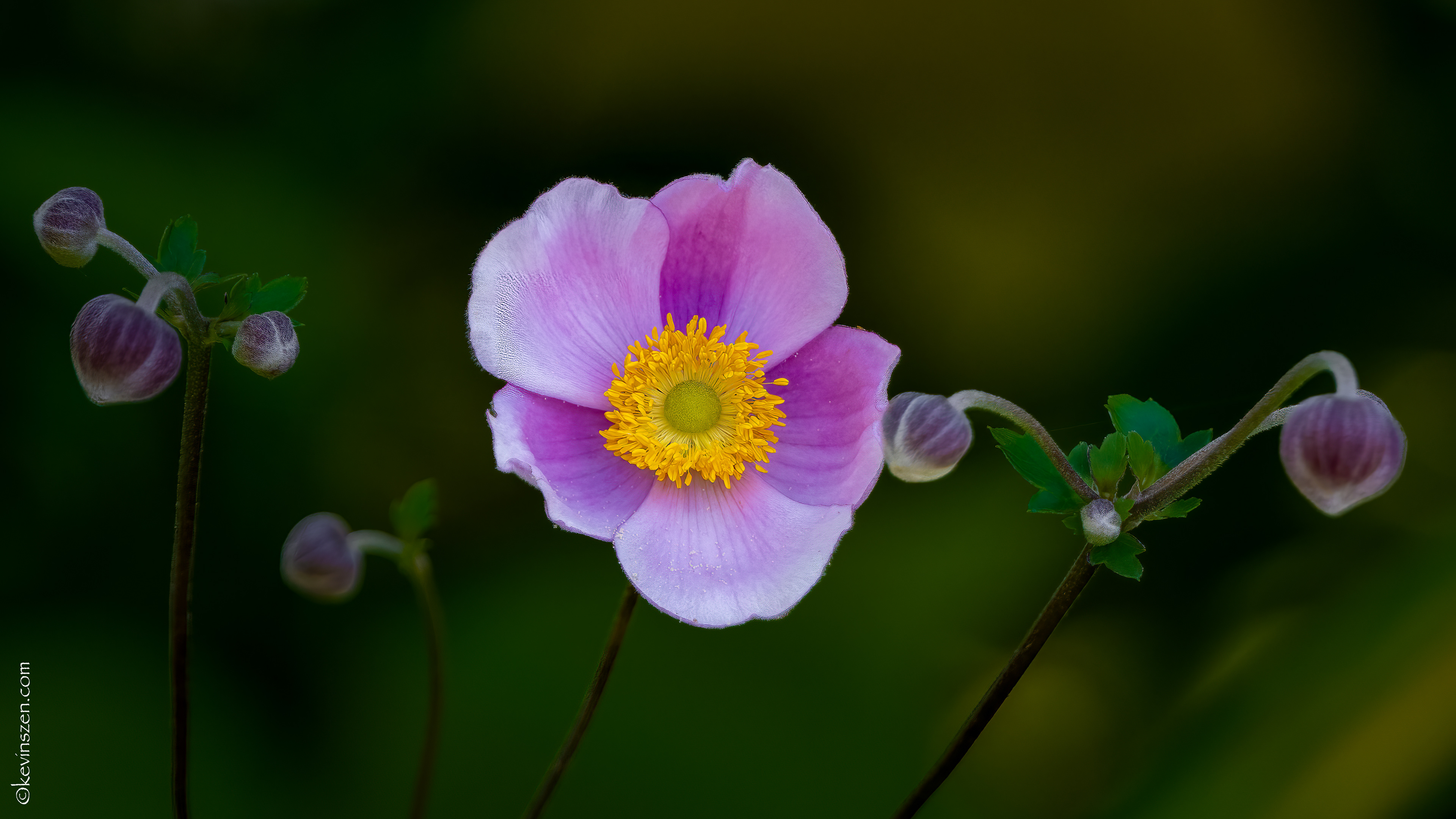 Japanese Anemone