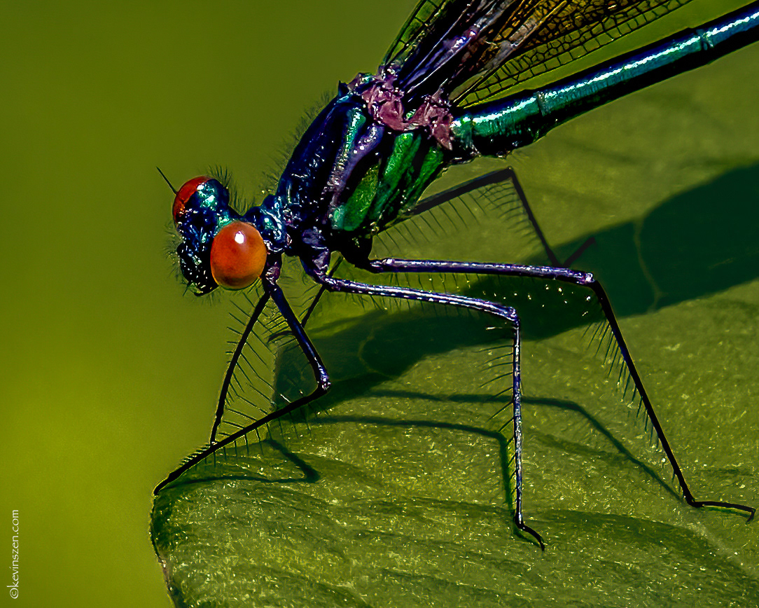 Ebony Jewelwing Damselfly