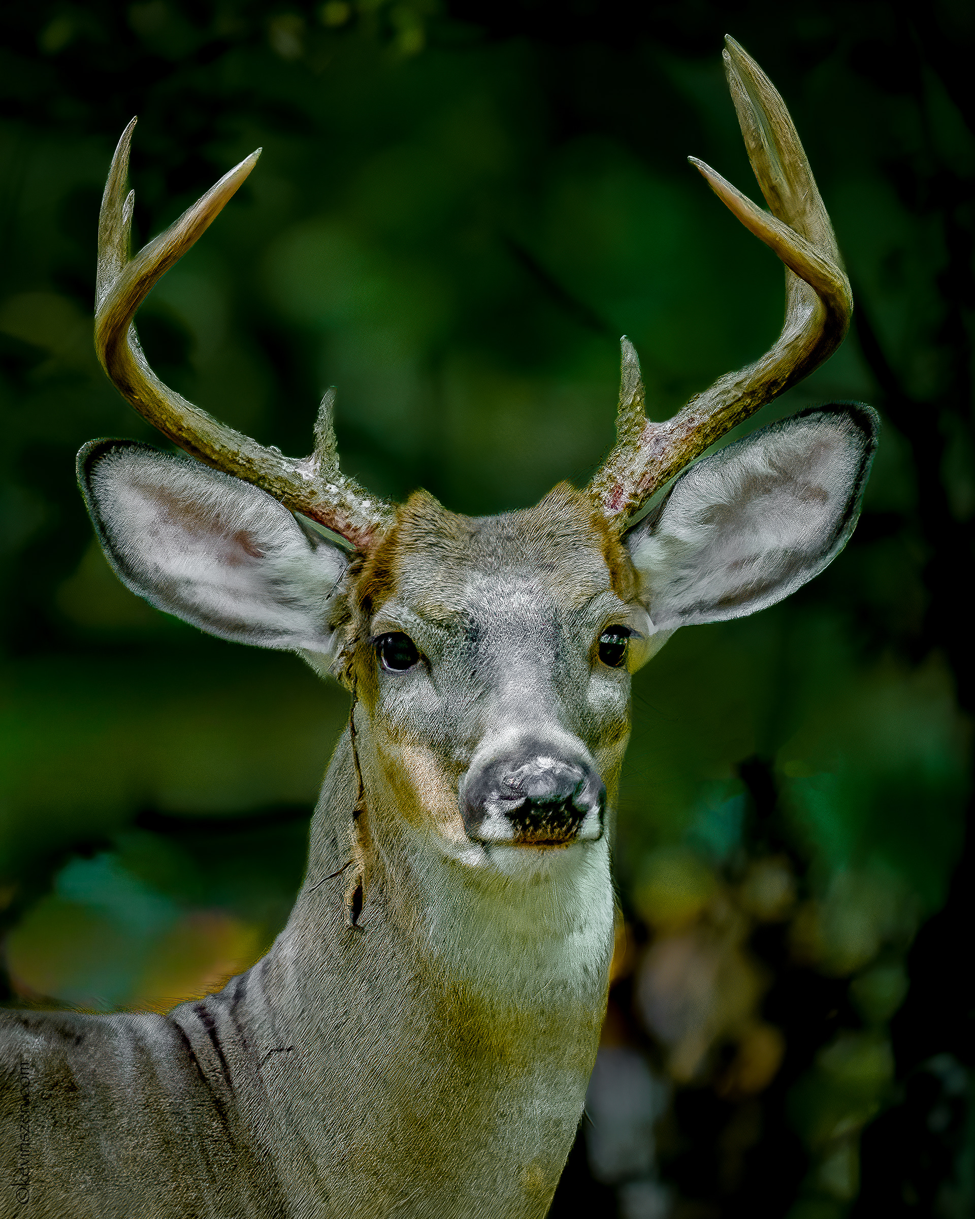 White-tailed Buck