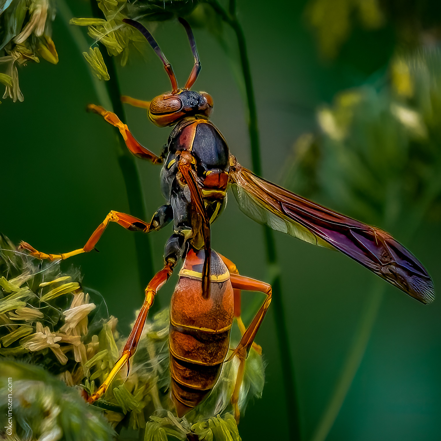 Paper Wasp