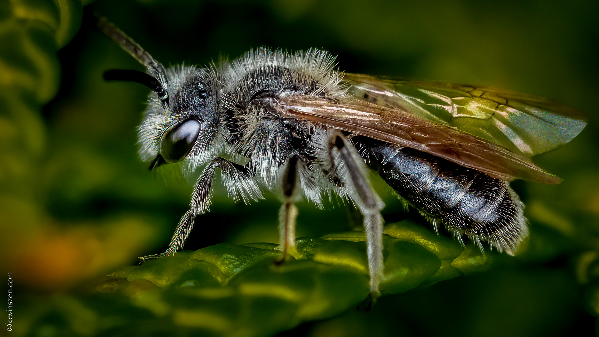 Miner Bee