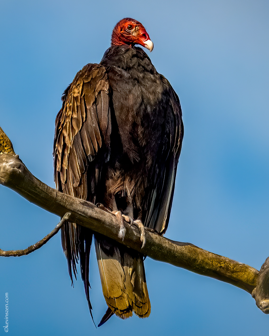 Turkey Vulture