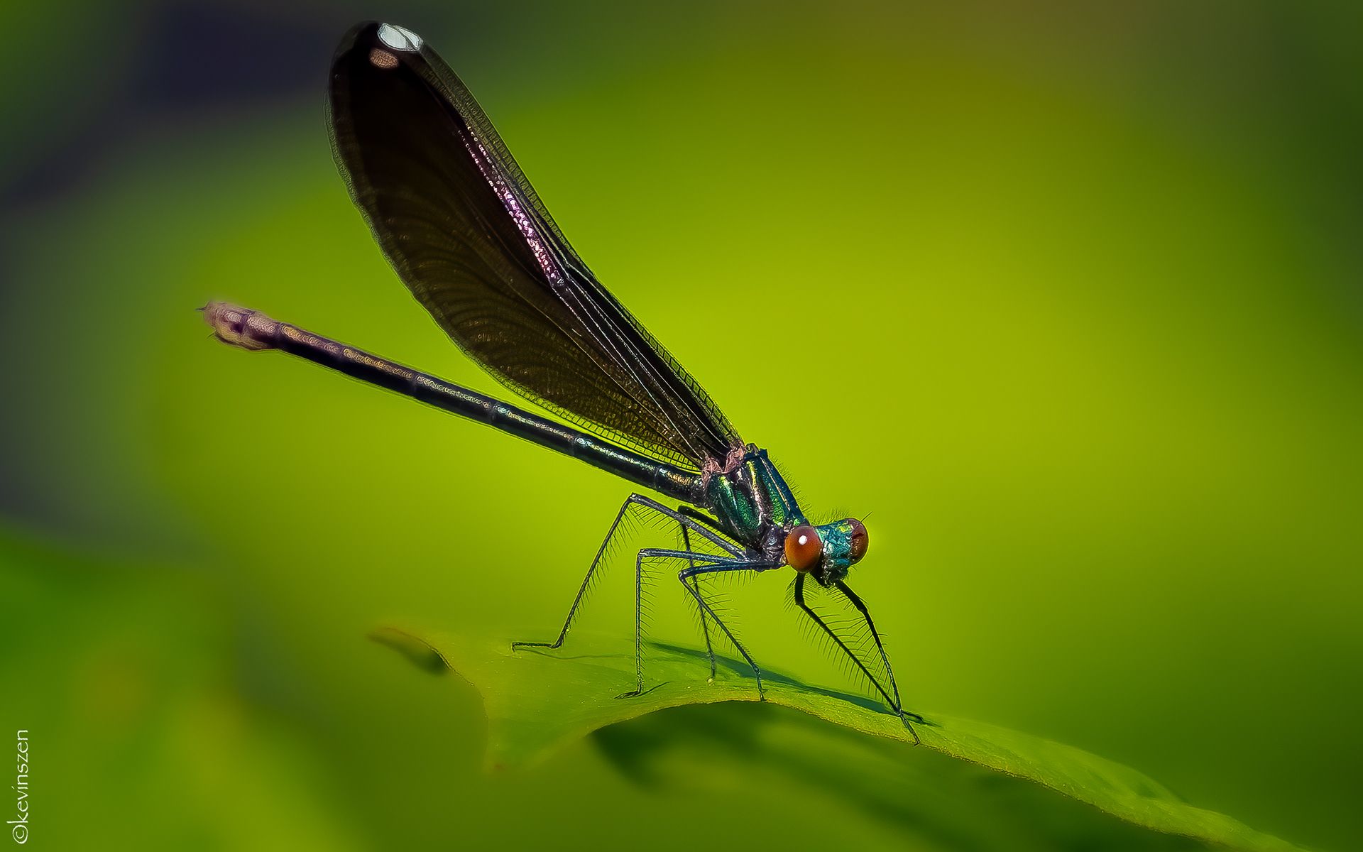 Ebony Jewelwing Dragonfly