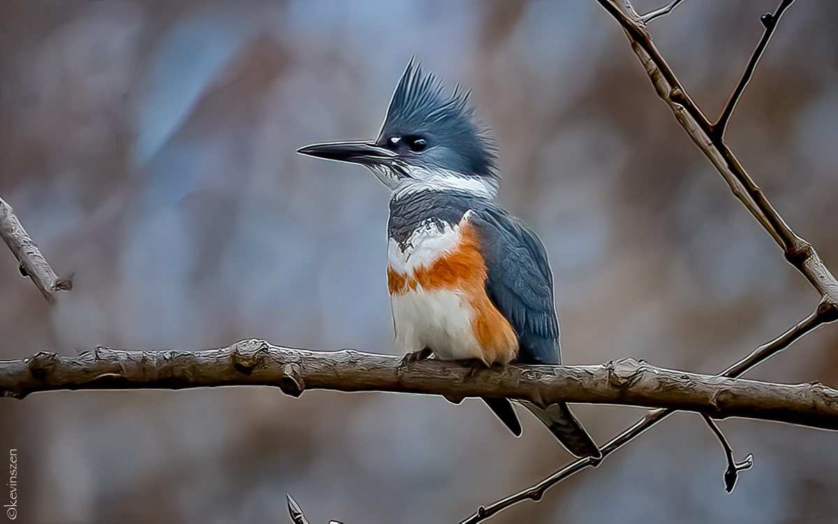 Belted Kingfisher