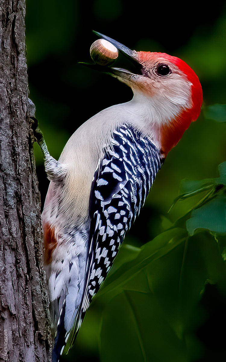Red-bellied Woodpecker