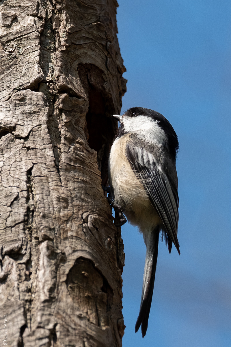 Chickadee