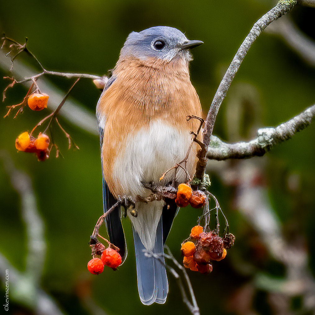 Bluebird