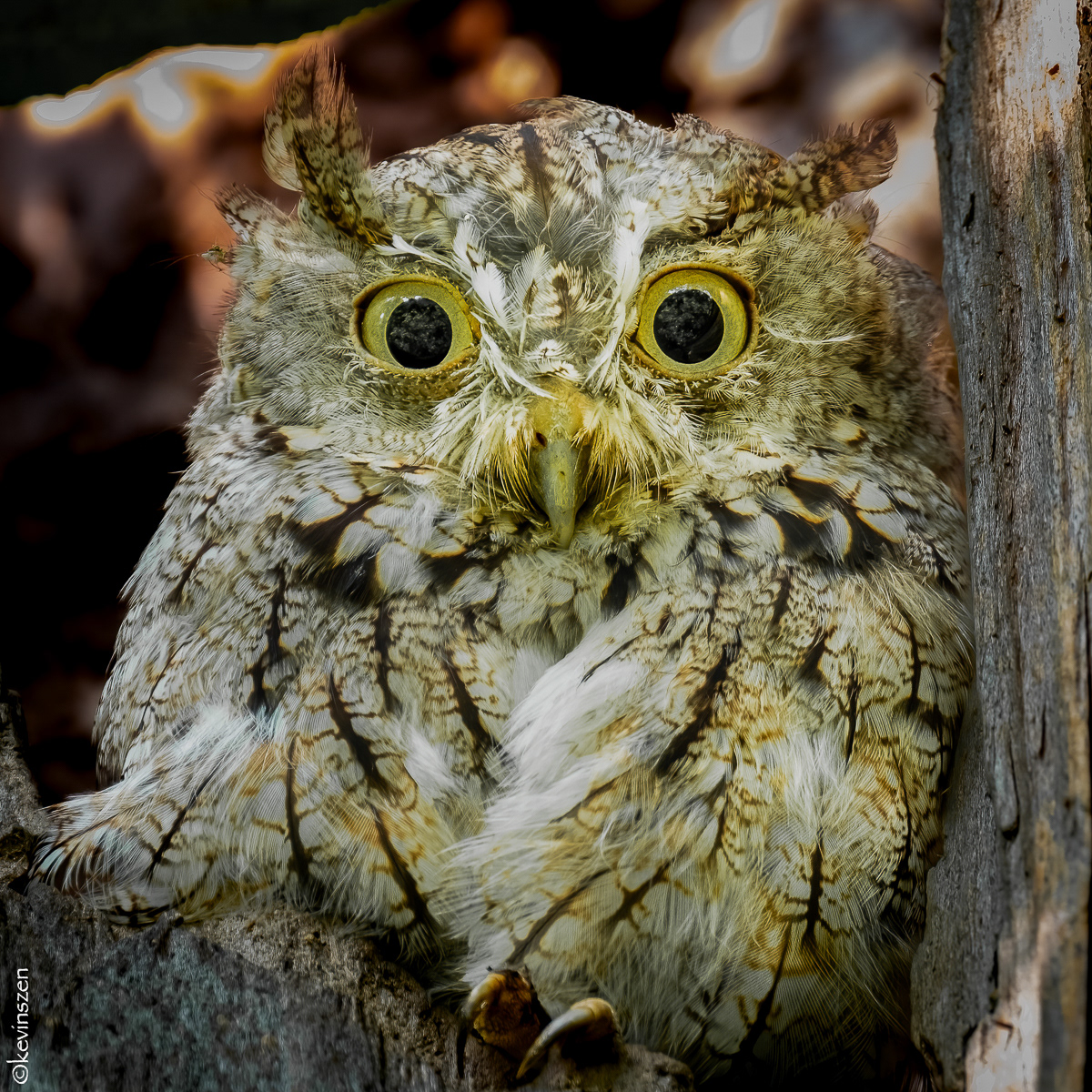 Screech Owl