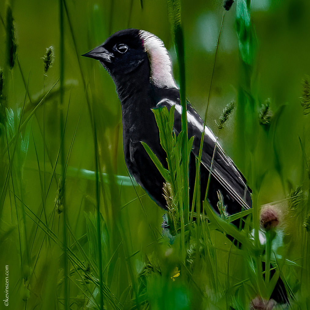 Bobolink