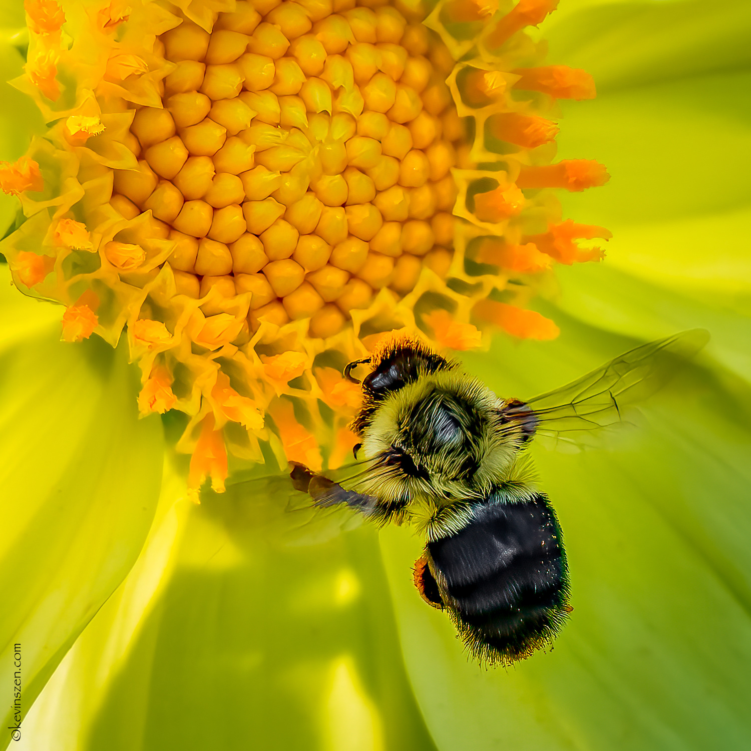 Bumble and Dahlia