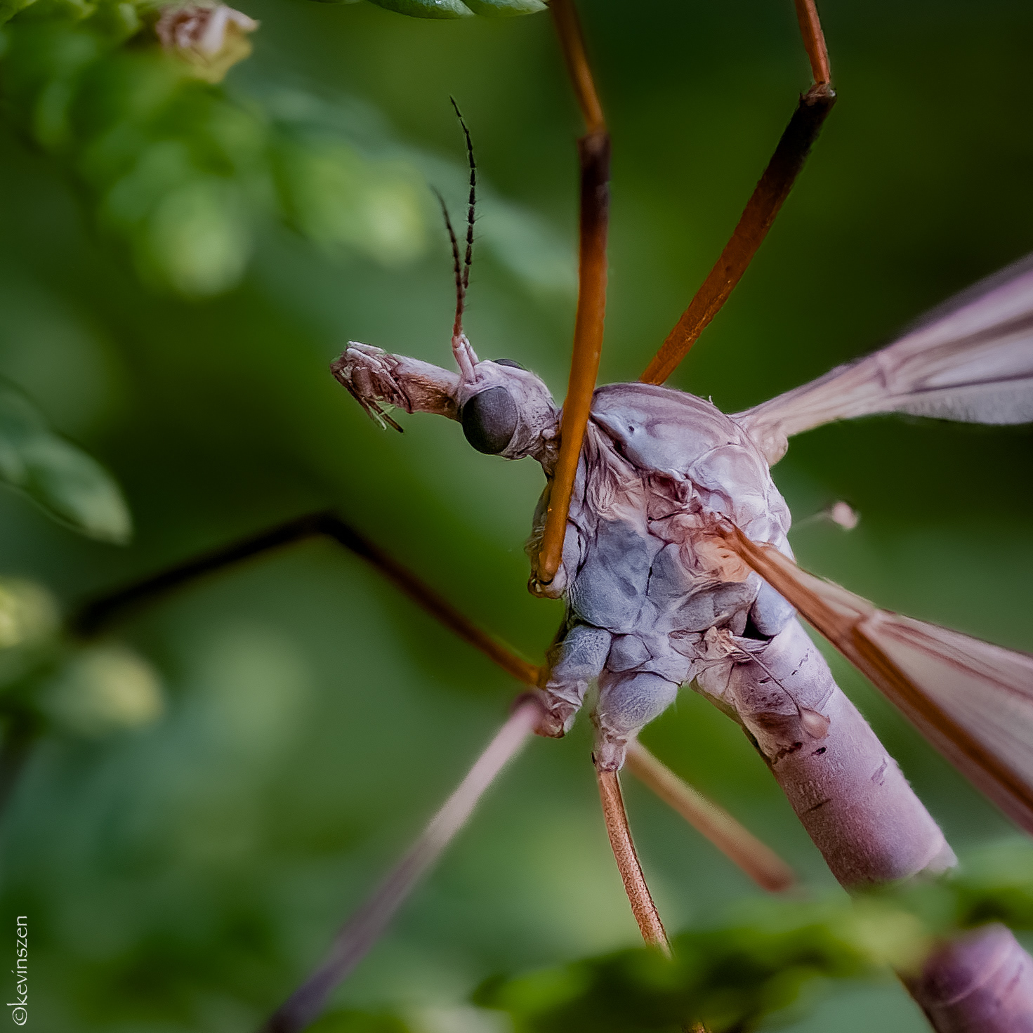 Crane Fly