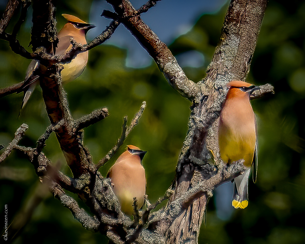 "Trio" - Cedar Waxwings